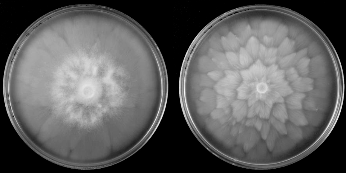   Phytophthora  chlamydospora cultures of the ex-type isolate P236: V8 agar (left) and carrot agar (right); Scale bar = 20mu;m; photos by Paul Reeser. 
